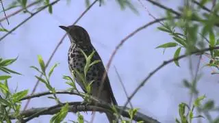 Chinese Thrush - Turdus mupinensis