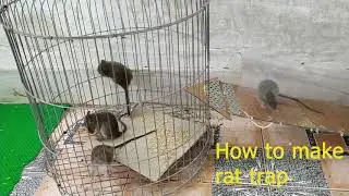 Top homede mouse traps/ Mouse trap with bird cage