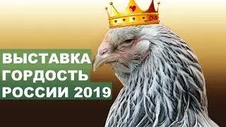 САМЫЕ КРАСИВЫЕ КУРЫ! ВЫСТАВКА ГОРДОСТЬ РОССИИ 2019 - ПОЛНЫЙ ОТЧЕТ.