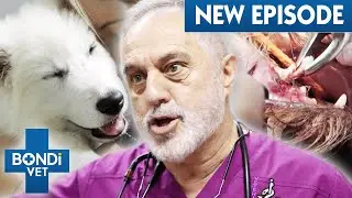 Puppy's Strangulated Stomach: Under The Knife For Open Chest Surgery 😨 S5E4 | Bondi Vet Full Episode