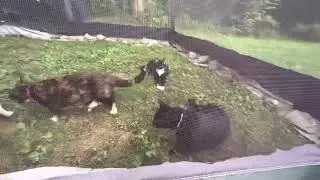 Last week @ best ghetto Catio ever onto to mansion of meows palace of purrs cat castle!! T-4 days