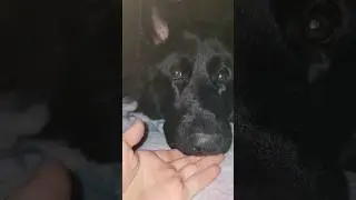 Пошли гулять?