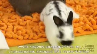 Кролики - совместное проживание кроликов