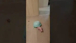 A funny cat named Semen loves to play with a laser on the couch🤣🤣🤣