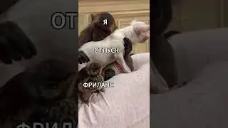 Когда хочешь в отпуск, но ты фрилансер