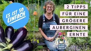 Expertentipps: Auberginen Triebe und Königsblüte RICHTIG ausgeizen I der kleine Horrorgarten