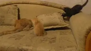 Папа кот воспитывает малышей.