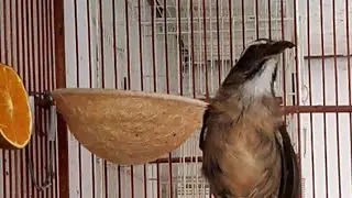 Melhor vídeo fêmea de trinca macheando piando e pedindo gala esquente seu trinca ferro