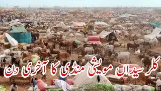 کلر سیداں مویشی منڈی کا آخری دن || last day Cattle market in kallar syedan