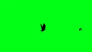 flying birds green screen effect/Hd Video No Copyright Claim Video no copyright