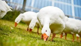 Geese ❤ Solar Farms| Lightsource bp I Global Leaders in Solar Development