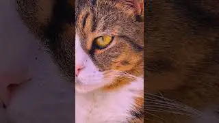 Эти глаза