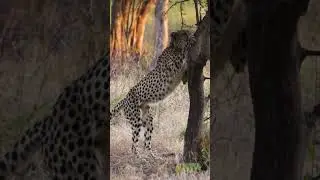 World Cheetah Day… inside Kuno National Park #cheetah #worldcheetahday