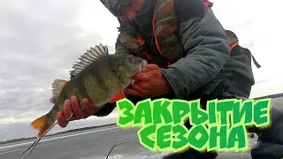 Крупный окунь на закрытие сезона