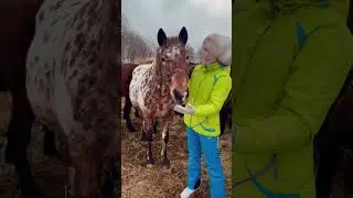 Какая красивая кобыла❤️как из фильмов про дикий запад 🔥
