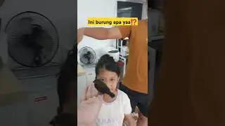 burung hitam apa ini ya?#shorts #shortvideo #short #viral