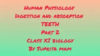 Human Physiology | Digestion and absorption | TEETH (Part 2) | Class 11 biology | by Suprita mam