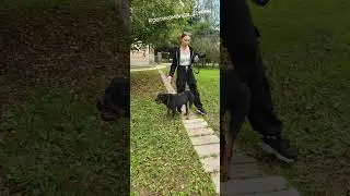 Ротвейлер Джеки