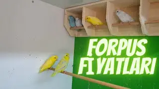FORPUS PAPAĞANI FİYATLARI