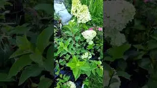 Метельчатая гортензия. Новинки в моём саду.