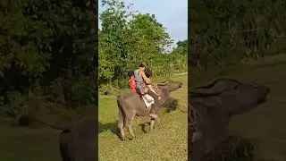 Sasakyan sa Kabukiran #kalabaw #buhayprobinsya #kabukiran #shorts