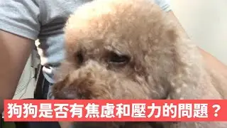 狗狗是否容易有焦慮和壓力的問題？識別、預防和幫助你的毛孩減壓！