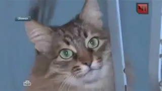 Кошка Маша перебудила весь подъезд, спасая двухмесячного мальчика