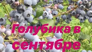Review Blueberry variety Nelson planting without peat