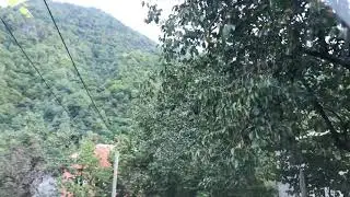 Как растёт хурма в Грузии?