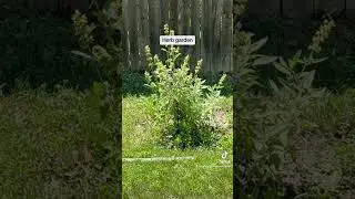 Herbs and edible plants in our backyard garden