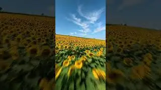 🌻🌻🌻 #travel #nature #drone #beautifulplace