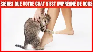 15 Signs Your Cat Sees You as Its Mother