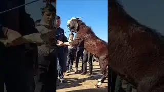 Такаи калонтарин дар Чахон, Самые большие в мире 