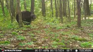 Summer trail cam on the Tuscarora #bearmeatfordinner Coyotes, Bobcat, Flying Squirrel, Velvet Buck