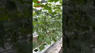 Фермеры в шоке от цен!! Огурец держит ценник! Урожайность зашкаливает!! Смотреть всем 🔥🔥🔥