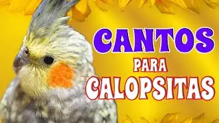 Canto de Calopsita #calopsitas #calopsita