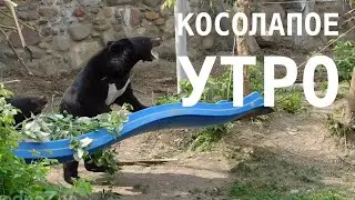 Вкусняшки для медвежат 🍯🧉🥫