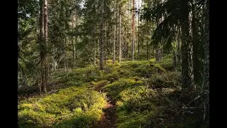 Birdsong in the morning Nature Sounds