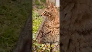 Funny Cat Fails 4