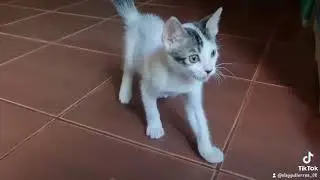 PLAYING CAT