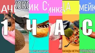 Собака Бумага, Собачка Жвачка, Свинка Малинка, Змейка Сарделька, Банан Таракан, 1 ЧАС