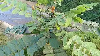 Untuk penyakit kulit ‼️Daun gelenggan lah obat paling handal ‼️👌