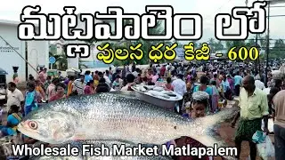 Matlapalem pulasa dhara, matlapalem fish market, pulasa fish cost