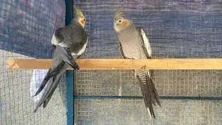 Cockatiels Enjoying | Gray Cockatiels  |Natural sound | Birds | Shareks Talking Parrot |
