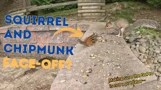 Backyard Chipmunks, Squirrels, and Birdies -- Afternoon hustle and bustle, 4K