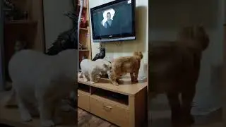 #котики #врек #ютуб #кот #топ #экзотическиепитомцы #cat #персы #юмор