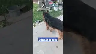 #тимасветлогорских