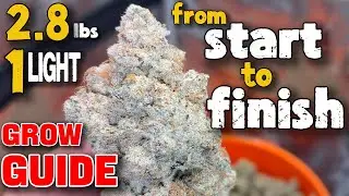 START TO FINISH COMPLETE GROW GUIDE TO GROWING CANNABIS
