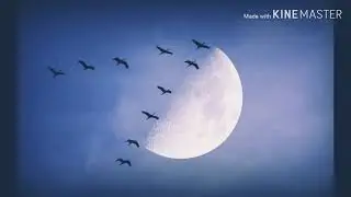 Динара Жусаева   Каркыралар кайтышар