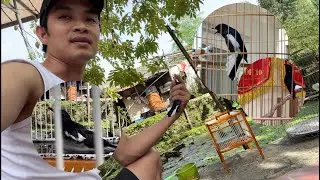 Tại sao Điệp lại mang choè non về quê nuôi vài tháng ??? ( Cám Chim Đất Việt )